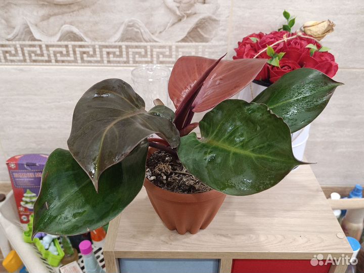 Филодендроны