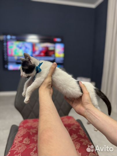 Котенок мальчик