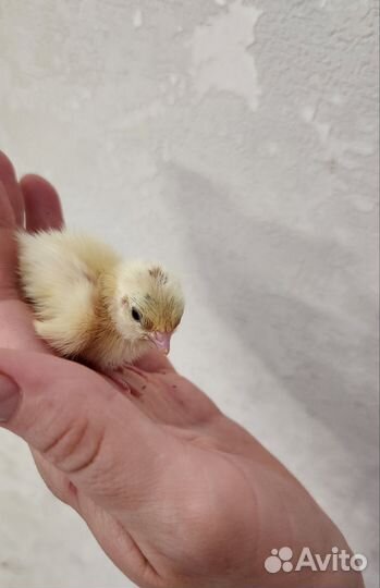 Перепелята, несушки, ия. Техасский, Селадон