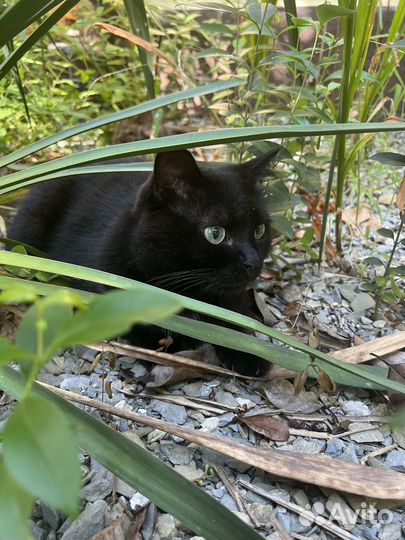 Британская кошка