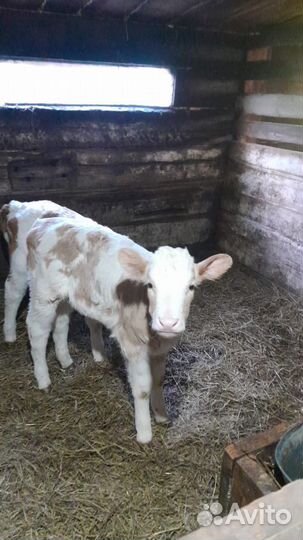 Продается тёлочка