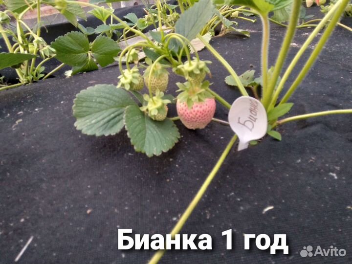 Саженцы клубники белоплодной бианка