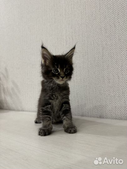 Котята мейн-кун