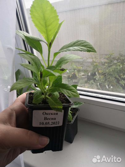 Гортензия крупнолистная Окская весна саженцы