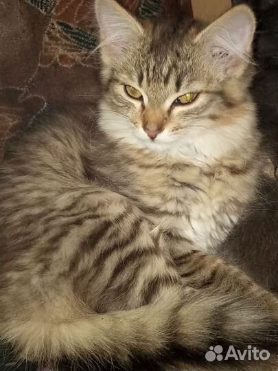 Домашняя кошка