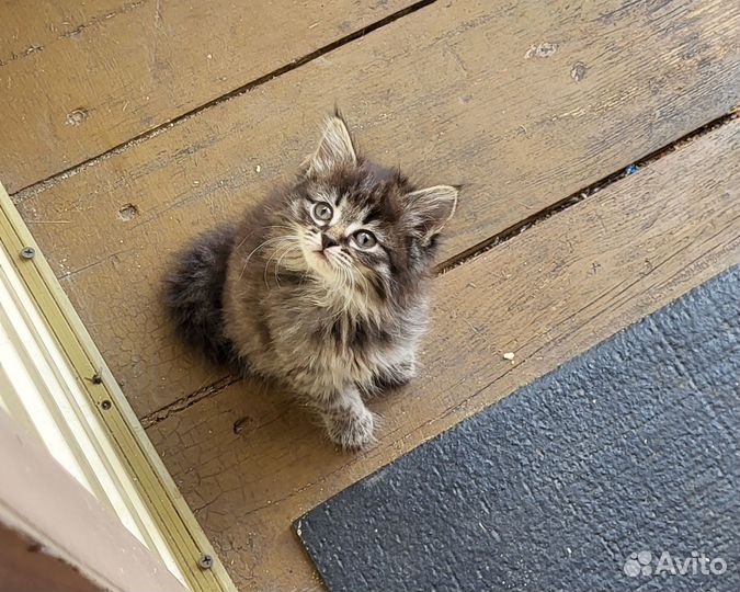 Продам котят симпотяг