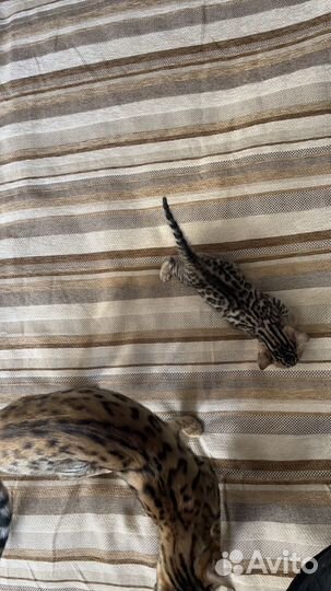 Бенгальская