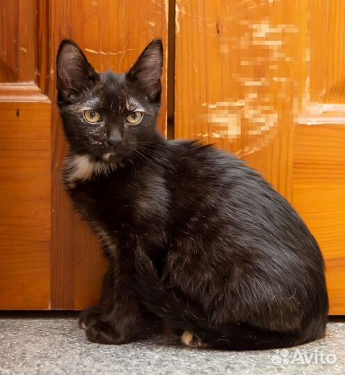 Котенок черный в дар