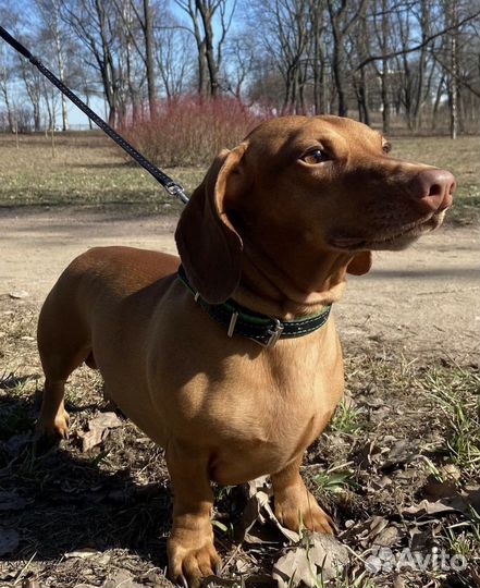 Вязка Такса Миша ищет невесту для свидания