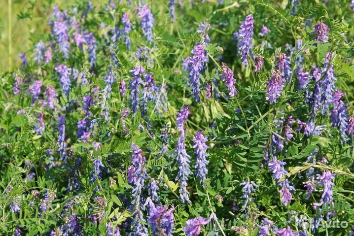 Вика яровая 