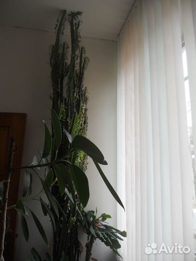 Большой кактус,сорт Молочай треугольный, 3 метра