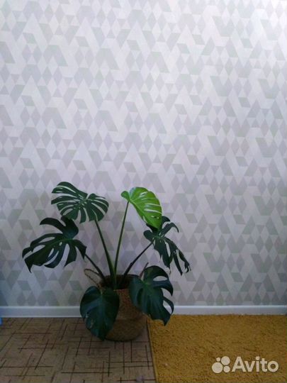 Цветы, Комнатные растения, Спатифиллум, Амариллис