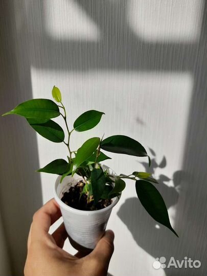 Комнатные растения