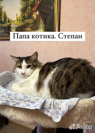 Котик домашний 9 месяцев в добрые руки