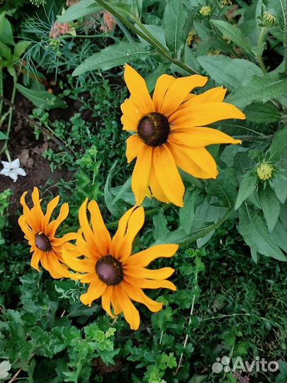 Рудбекия (многолетники для сада)