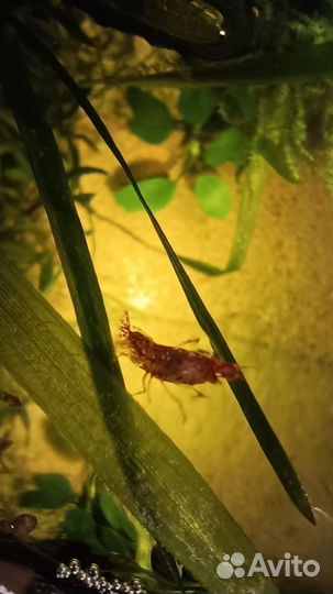 Креветки красный огонь