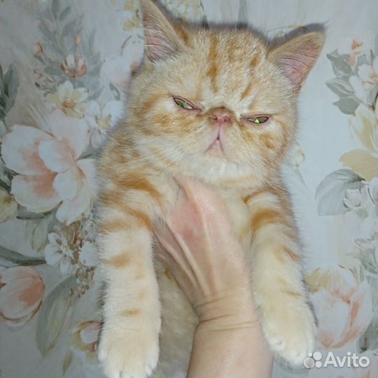 Котята экзоты