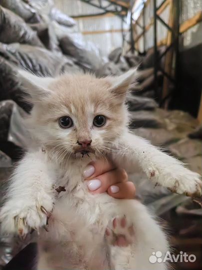 Котята ищут семьи