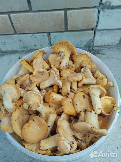 Грибы Лисичка свежие