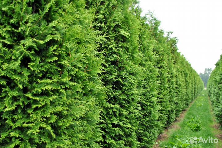 Туи западные