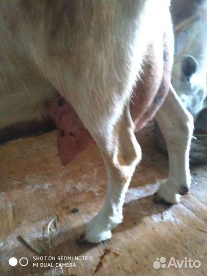 Дойные козы