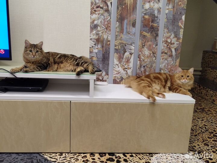 Продам котят