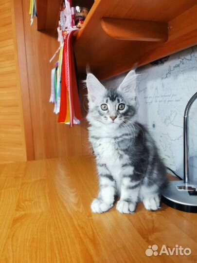 Котята мейн-кун
