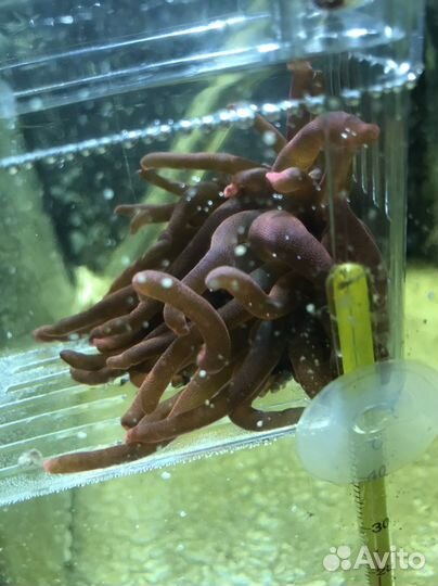 Актиния пузырчатая