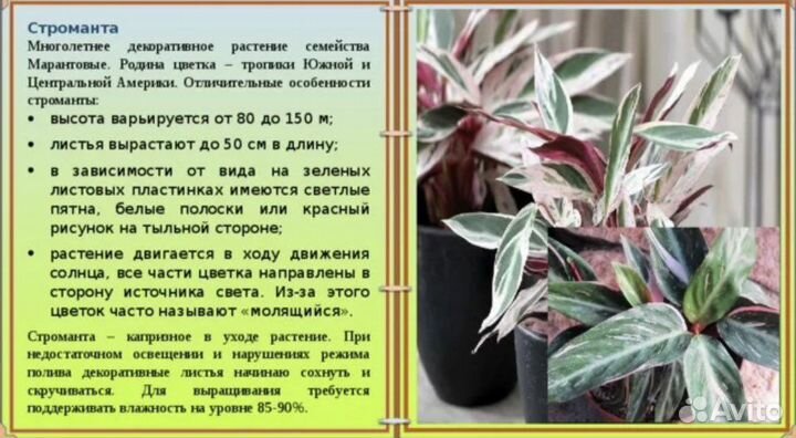 Строманта триколор