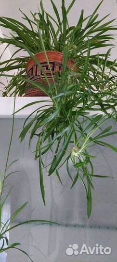 Хлорофитум