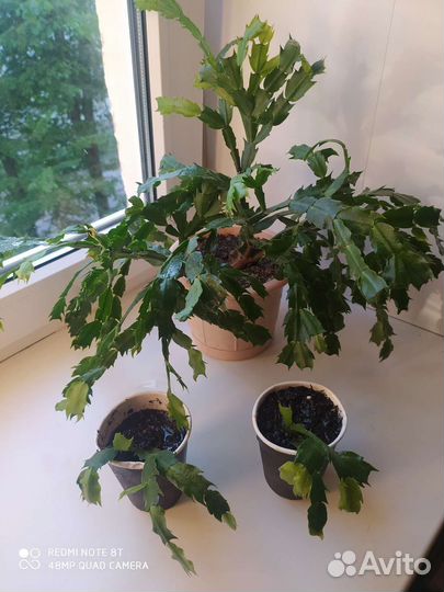 Хлорофитум кудрявый и обычный, белый декабрист