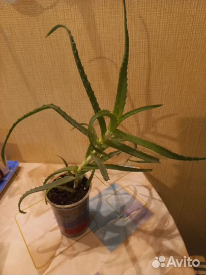 Алоэ лечебный