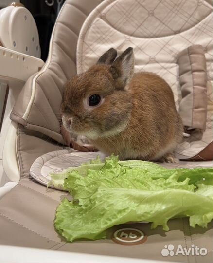 Декоративные кролики в добрые руки