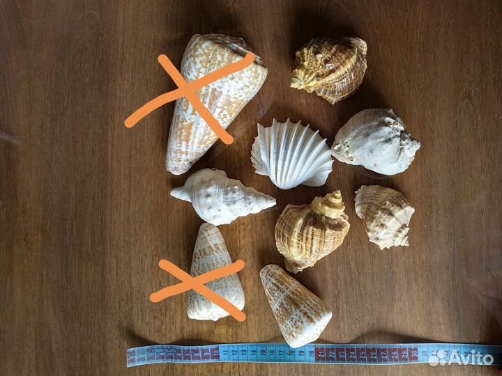 Морские ракушки