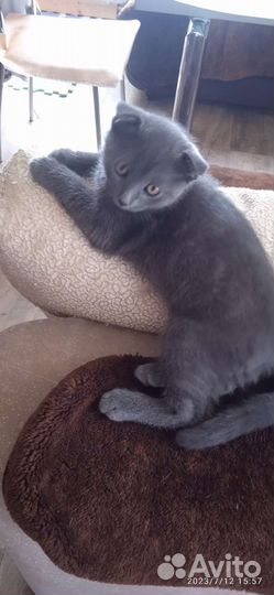 Британская