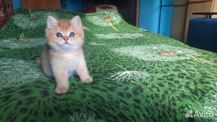 Очаровашка