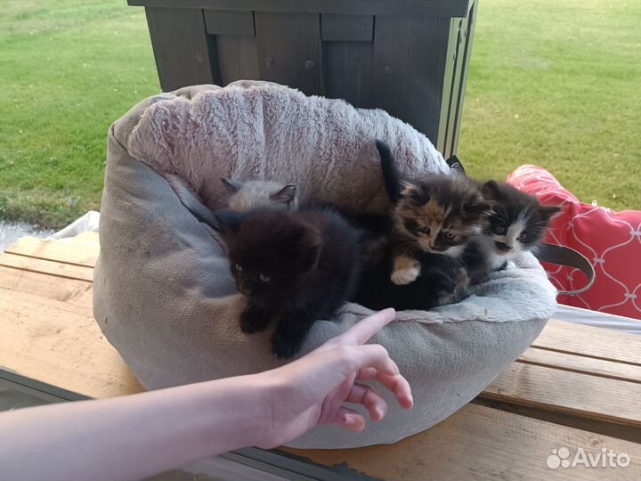 Котята в добрые руки