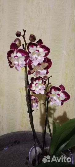 Орхидея фаленопсис биг лип Тинкерсбелл кисс