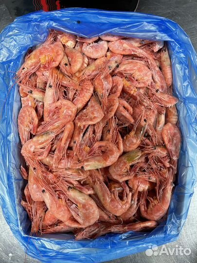 Дикая магаданская креветка,Ботан,медвежонок