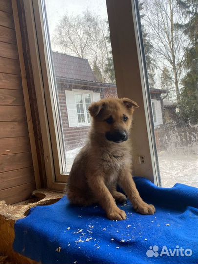 Щенок Лаврик