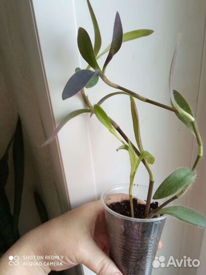 Колеус, сциндапсус