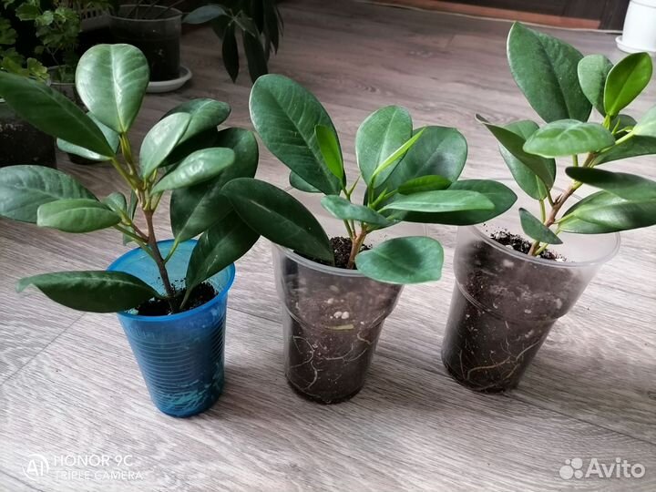 Фикус Мокламе