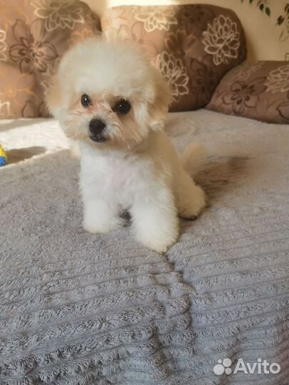 Девочка бишон фризе