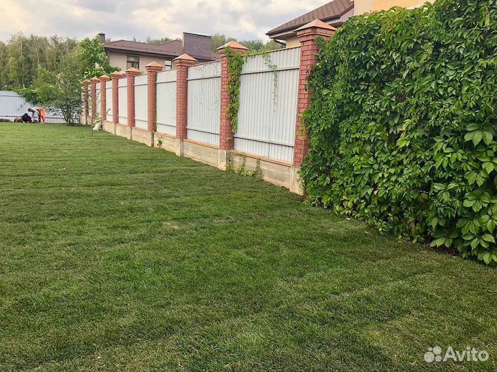 Рулонный газон элитный