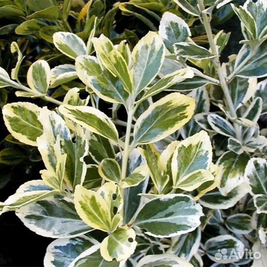 Бересклет японский Альбомаргинатус для сада и дачи