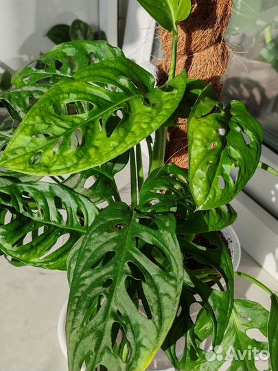 Монстера Адансона