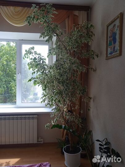 Фикус бенджамина