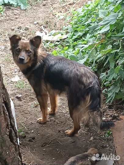 Отдам щенков в добрые руки