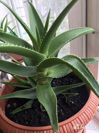 Алое вера лечебный