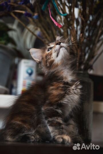 Котята мейн-кун